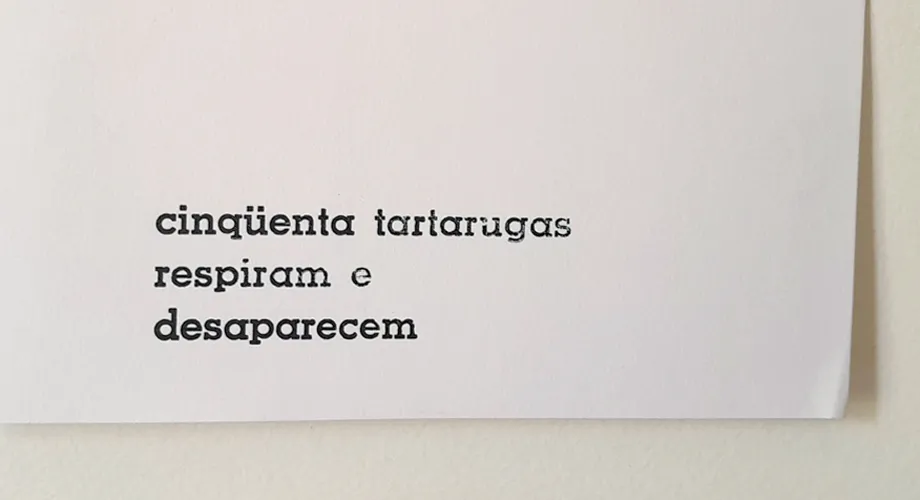 cinqüenta tartarugas